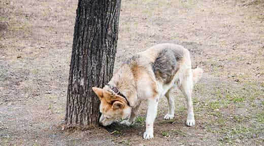the dog sniffs the tree, walking pet.
