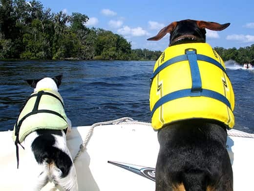 two-dogs-in-life-vests Two dogs in life vests sit perched at the bow of a boat on a lake.
