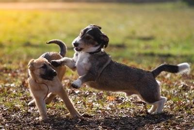 Two puppies playing at the dog park.