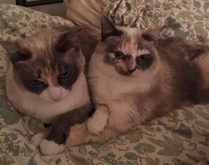 Two tortoise shell cats lying on a bed with paws crossed.