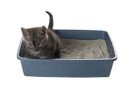 Cat in litter box