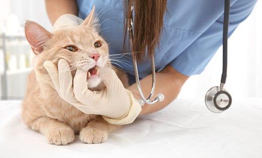 veterinarian-examining-a-cats-teeth-SW Ginger cat about to have cat dental surgery