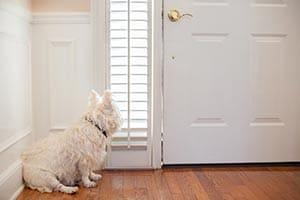 West Highland White Terrier waiting at the front door of a home