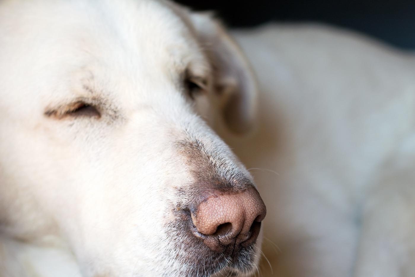 yellow-lab-sleeping Up close of a yellow lab sleeping