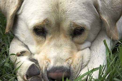 Yellow lab lying down looking sad with pace between paws.