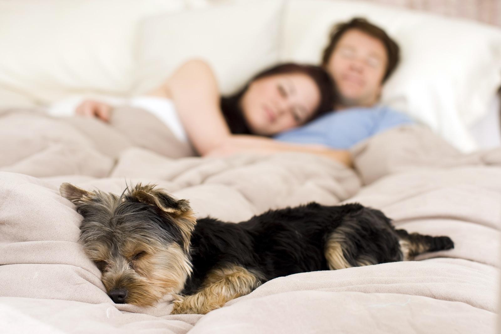 yorkie-in-bed-with-humans Couple lying in bed in background, while Yorkie in bed is in foreground