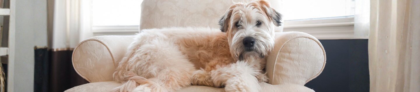 Dog resting on a sofa
