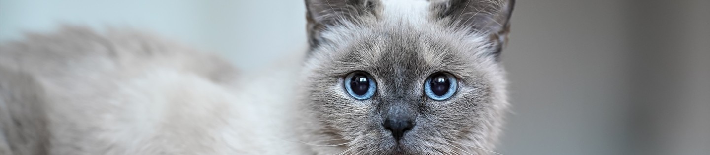cat with big eyes