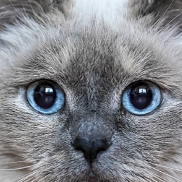 cat with big eyes