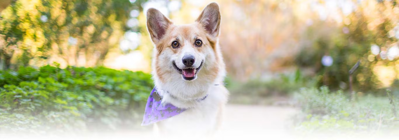 Photo of a Pembroke Welsh Corgi dog