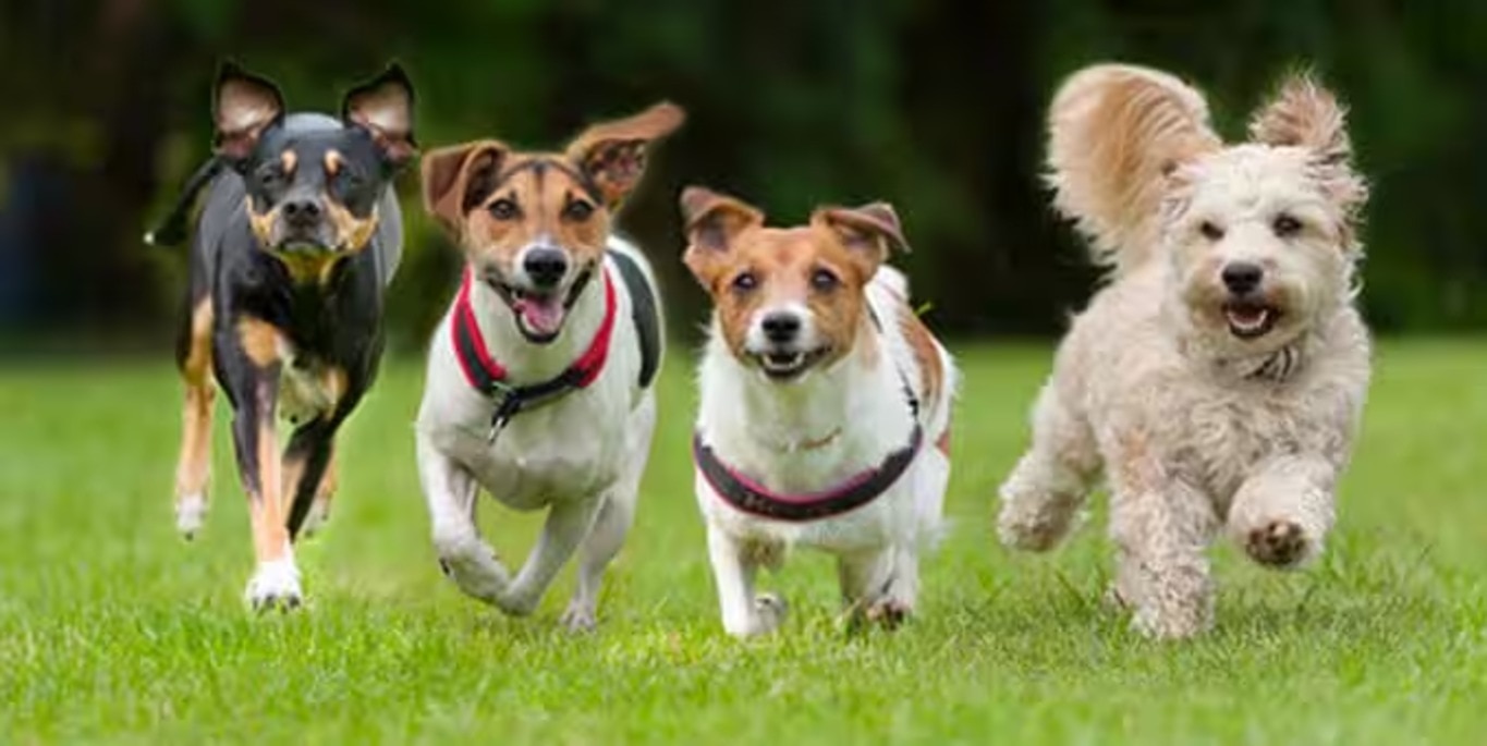 Photo of a Tibetan Mastiff dog