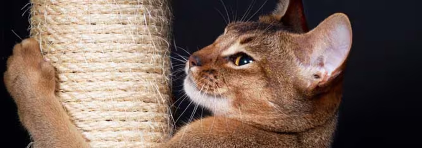 Photo of a Abyssinian cat