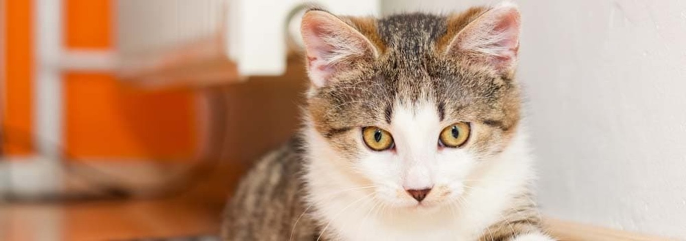 Photo of a American Wirehair cat