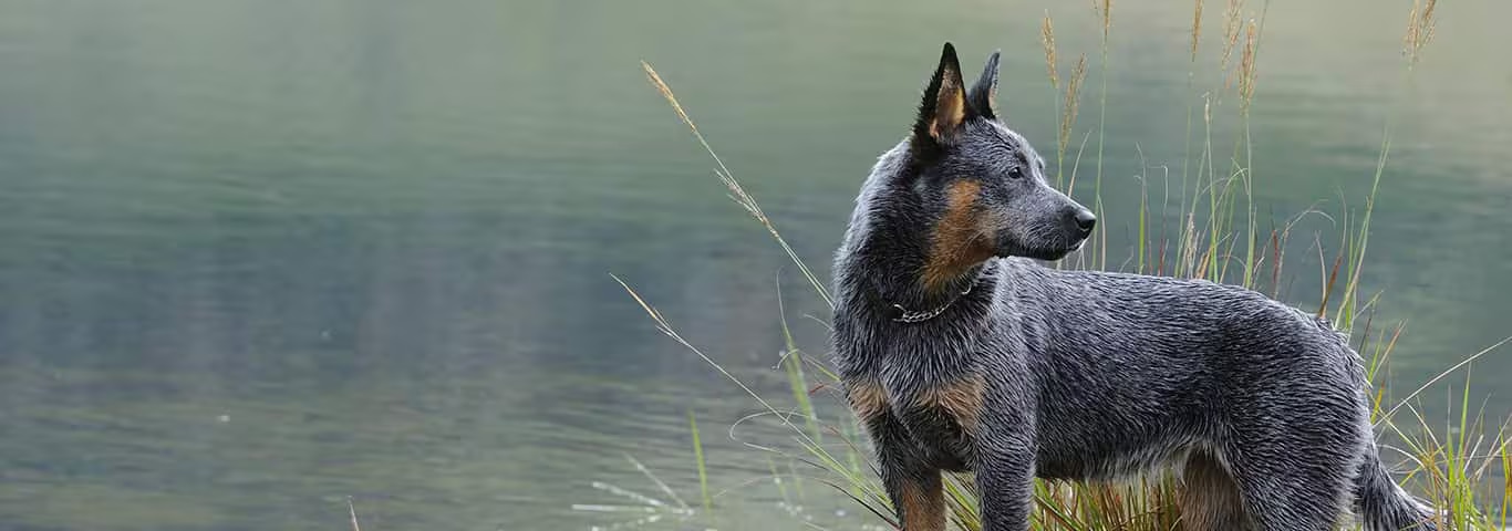 Photo of a Australian Cattle Dog dog