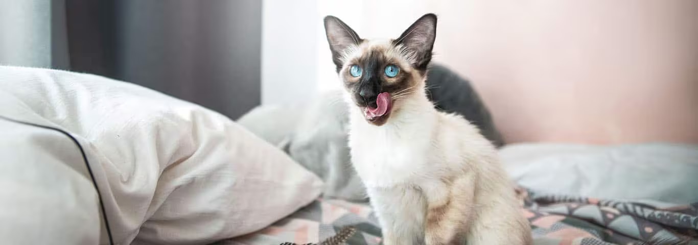 Photo of a Balinese cat