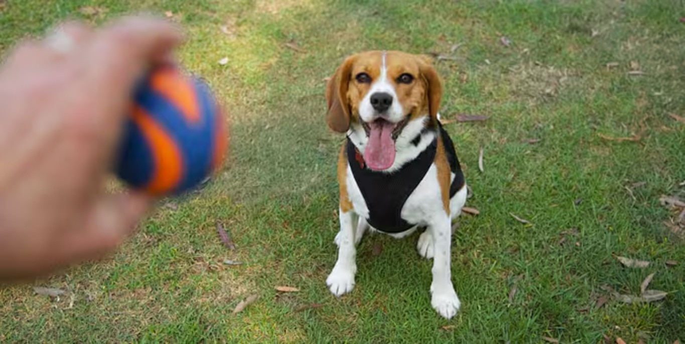 Photo of a Beaglier dog