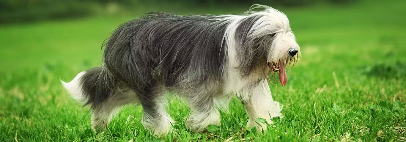 Photo of a Bearded Collie dog