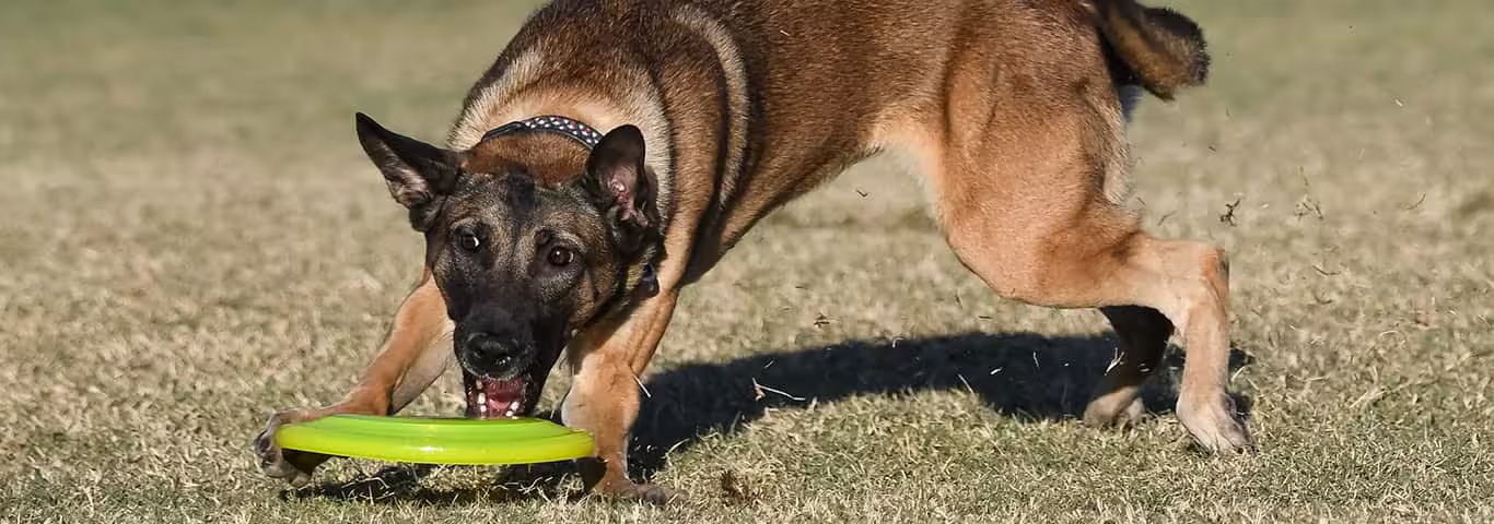 Photo of a Belgian Malinois dog