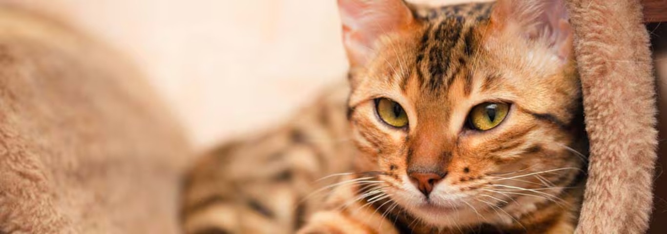 Photo of a Bengal cat