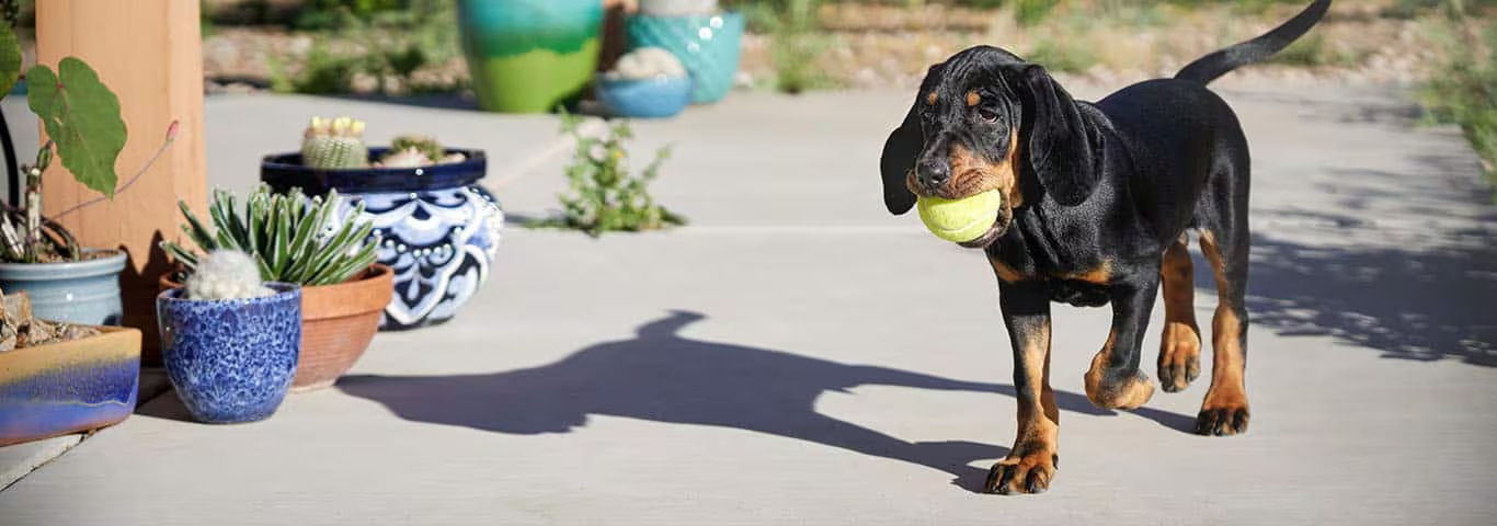 Photo of a Black And Tan Coonhound dog