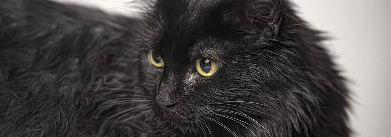 Photo of a Tiffany Cat cat