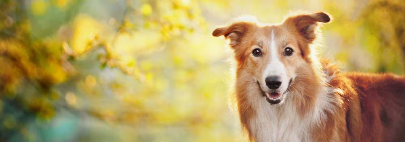 Photo of a Border Collie dog