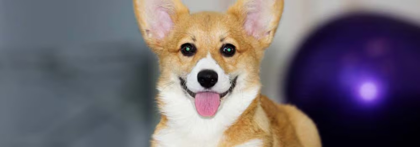 Photo of a Cardigan Welsh Corgi dog