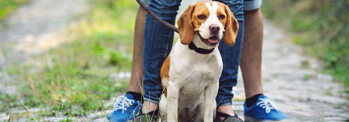 Photo of a English Foxhound dog