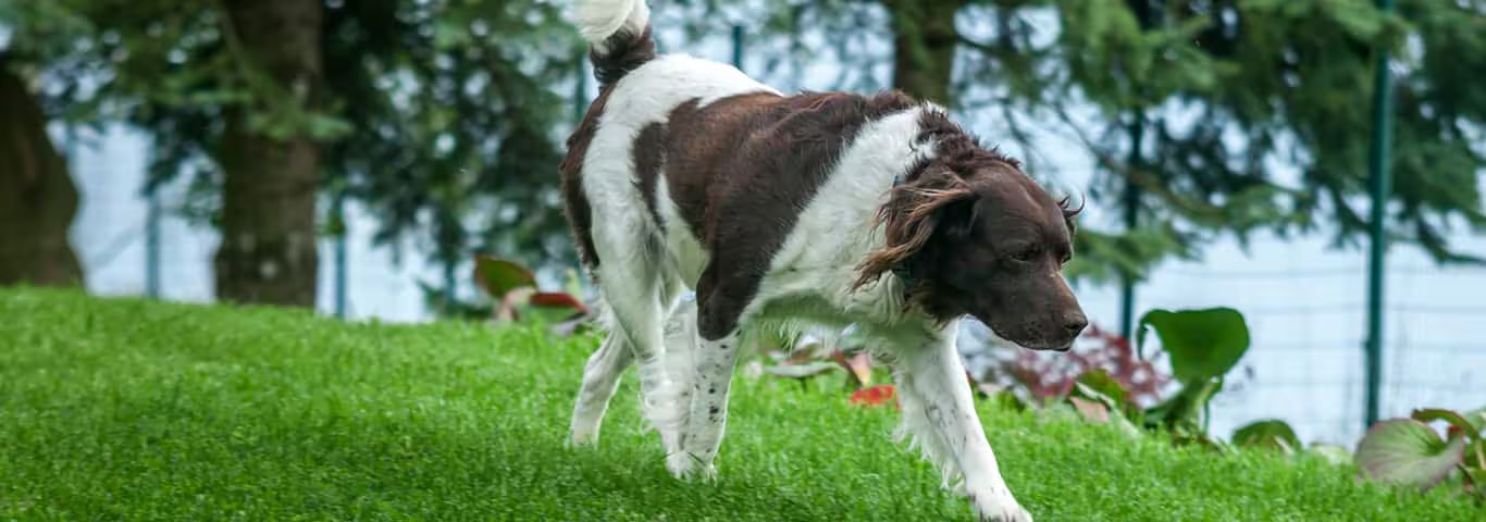 Photo of a English Setter dog