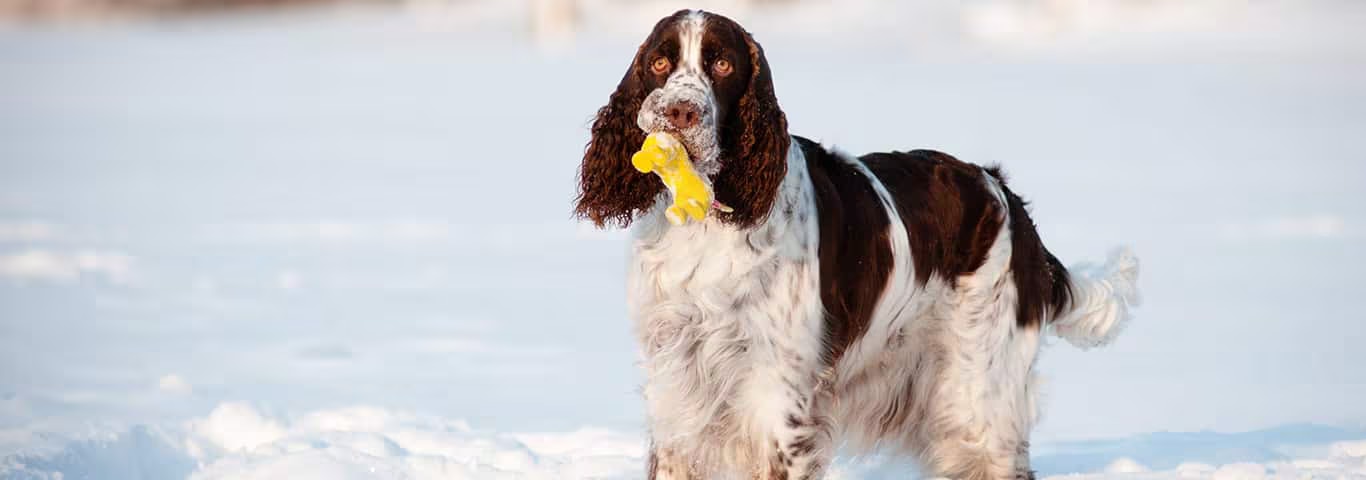 Photo of a English Springer Spaniel dog