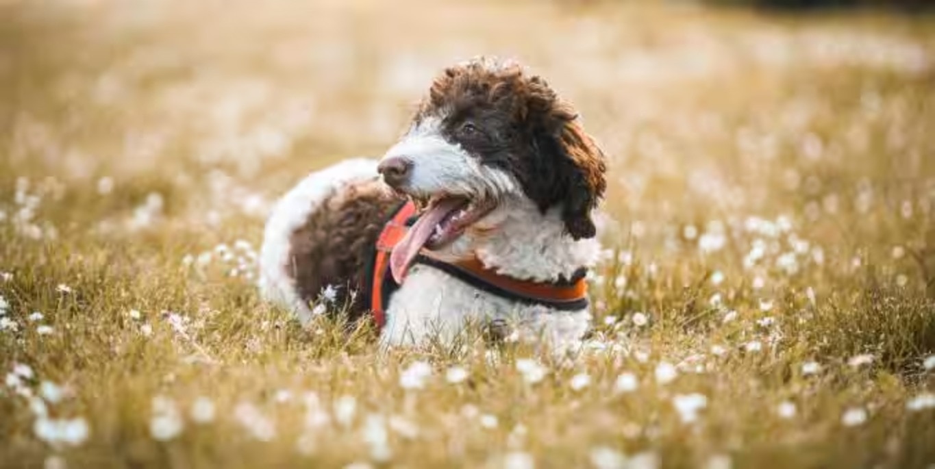 Photo of a Lagotto Romagnolo dog