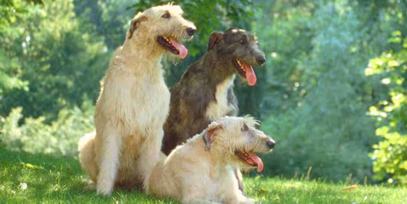 Photo of a Irish Terrier dog