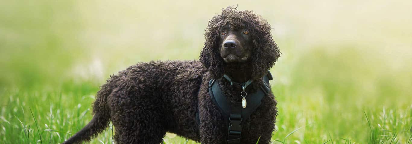 Photo of a Irish Water Spaniel dog