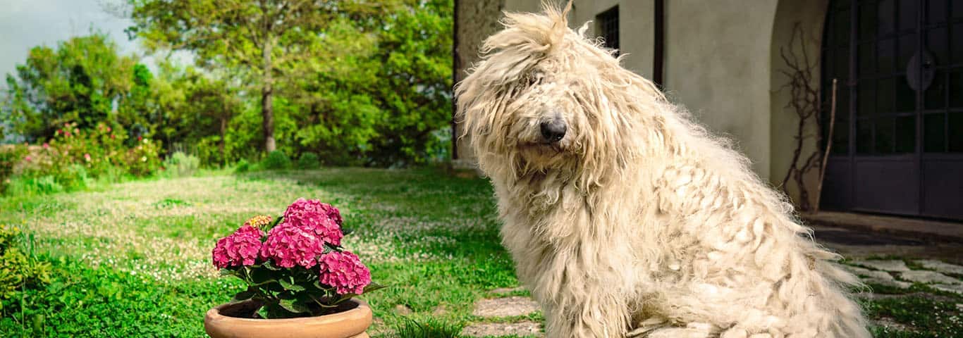 Photo of a Komondor dog