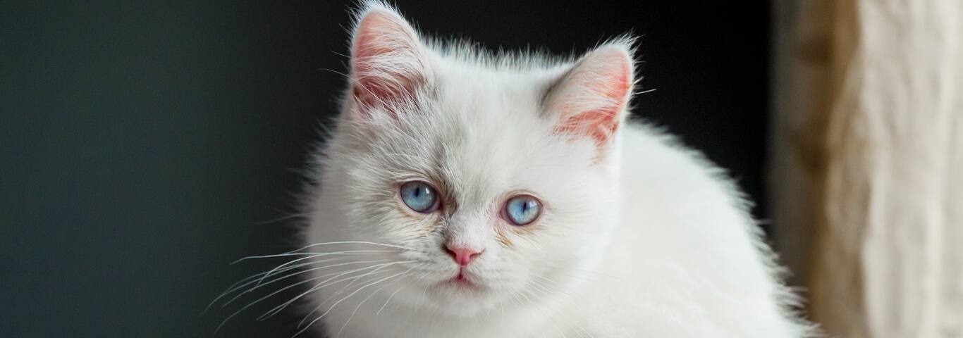 Photo of a Minuet cat