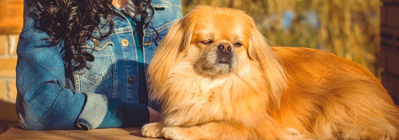 Photo of a Pekingese dog