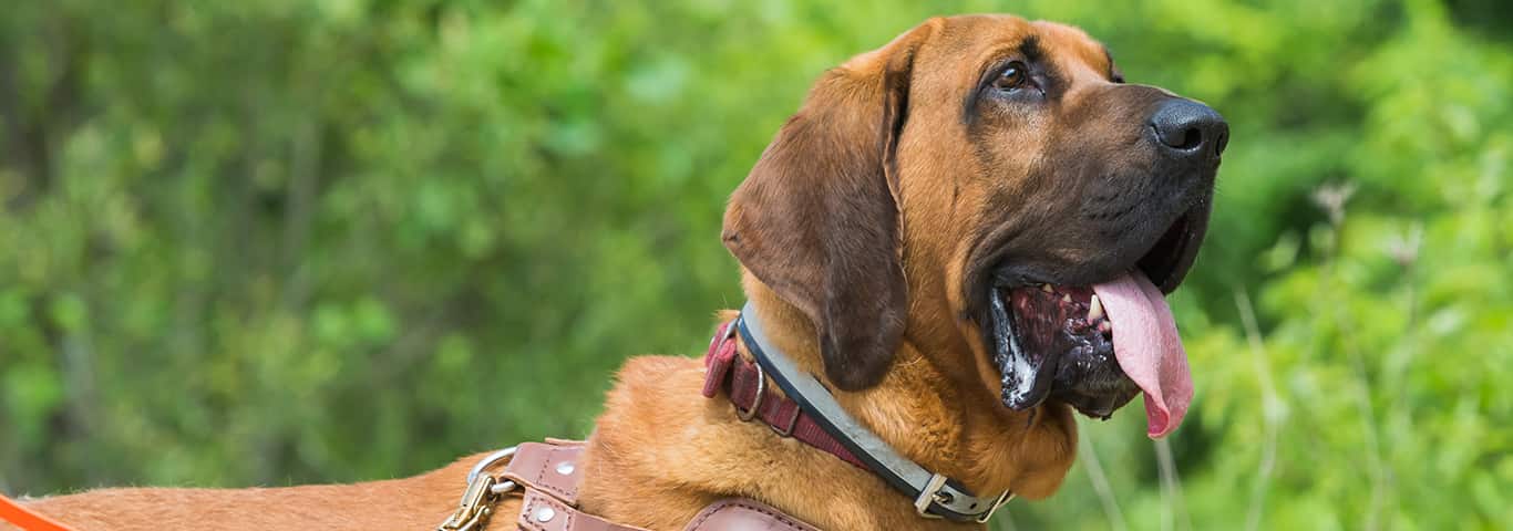 Photo of a Bloodhound dog