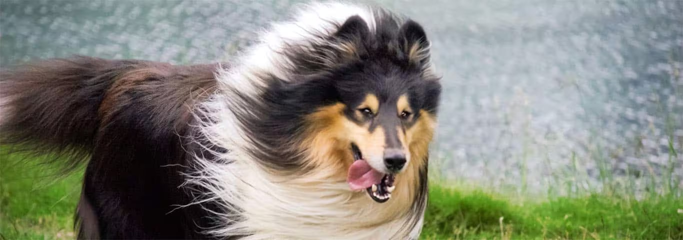 Photo of a Collie Or Scottish Collie dog