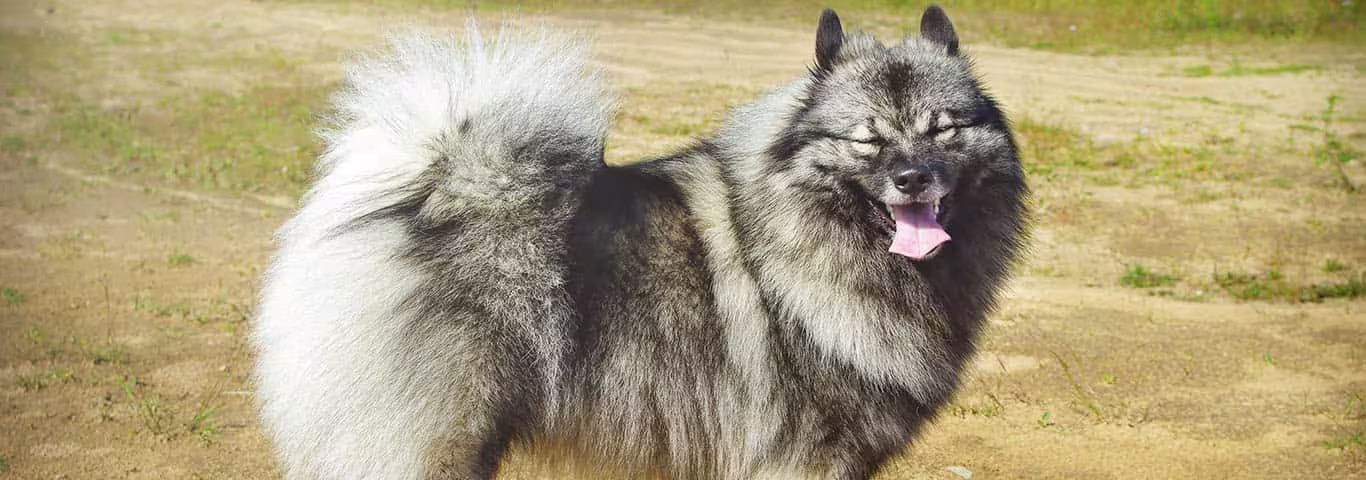 Photo of a Keeshond dog