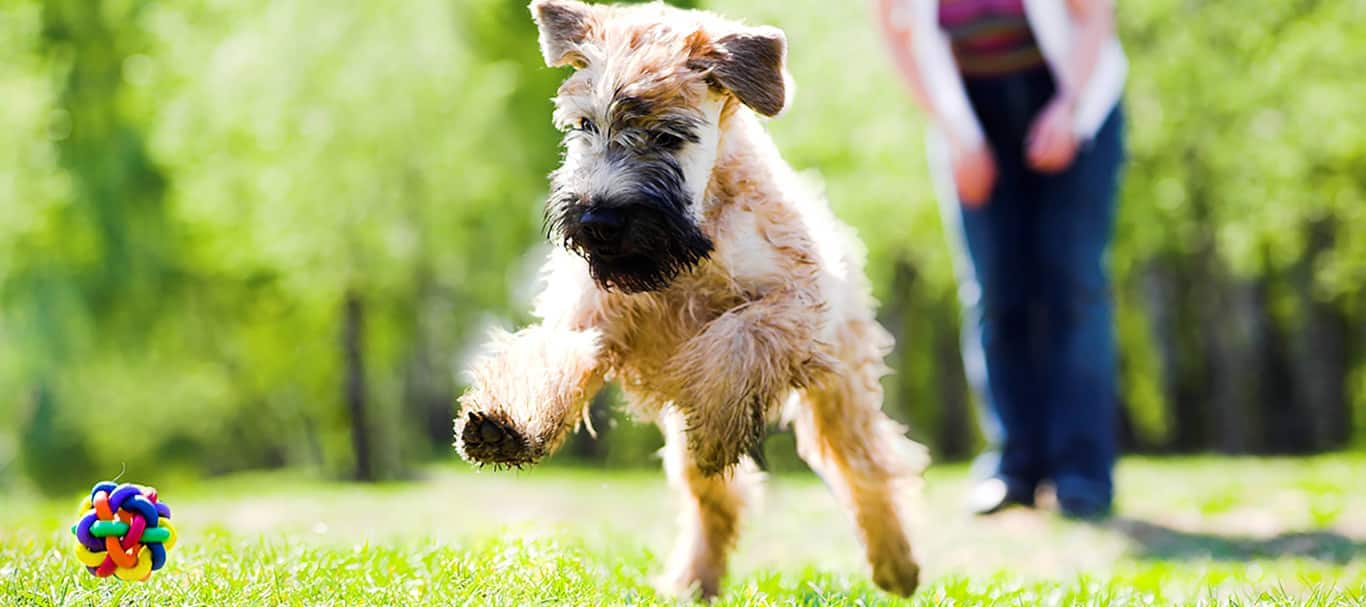 Photo of a Soft-coated Wheaten Terrier dog