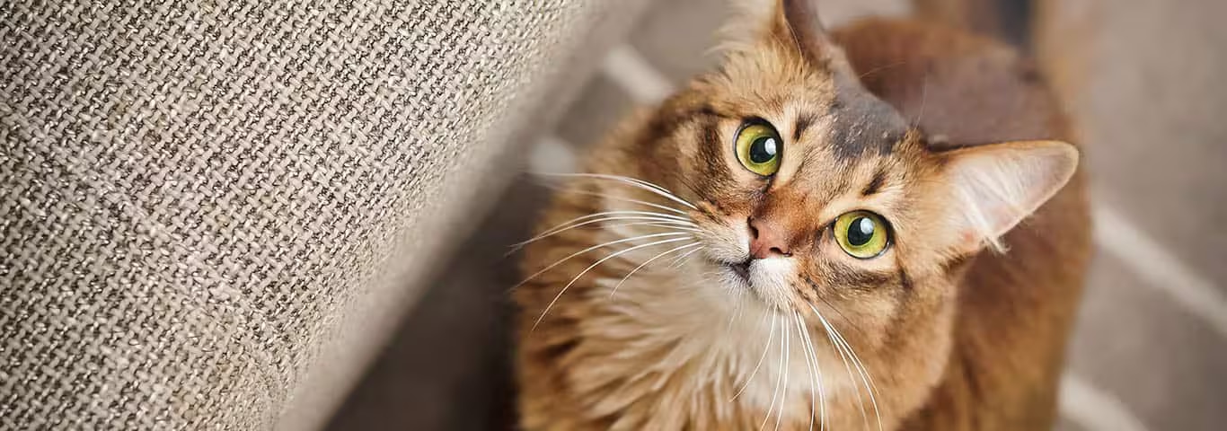 Photo of a Somali Cat cat