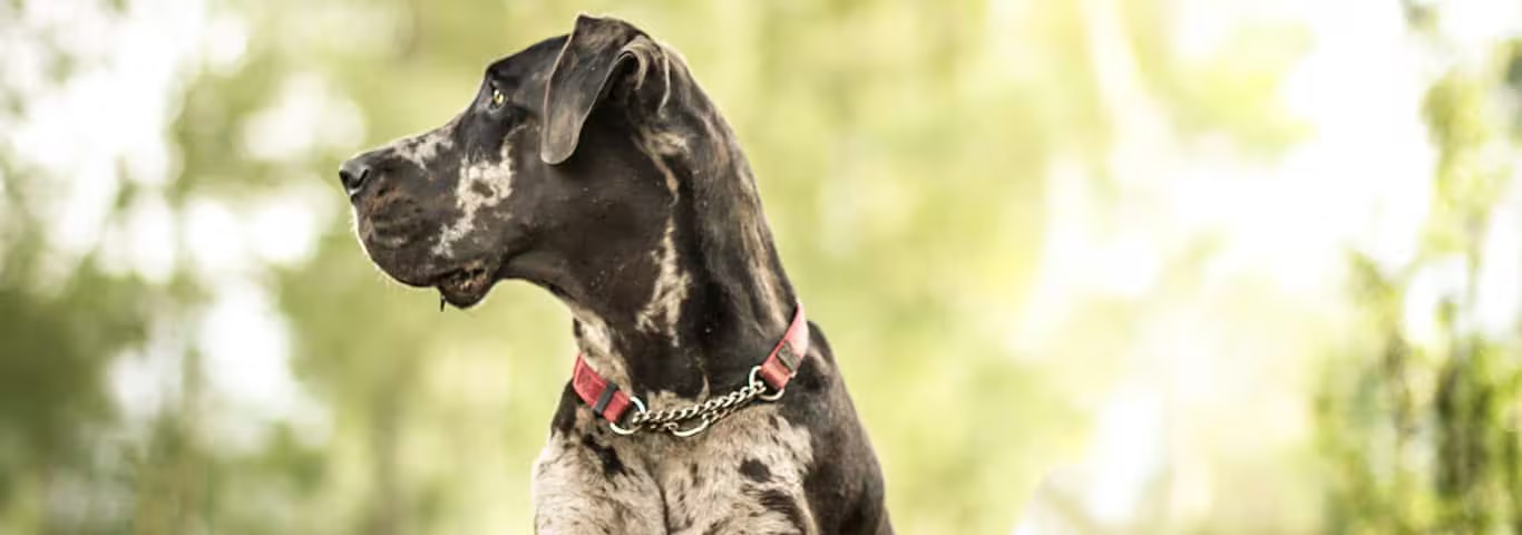 Photo of a Great Dane dog