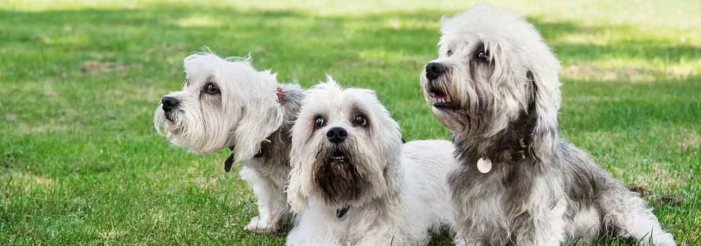 Photo of a Dandie Dinmont Terrier dog