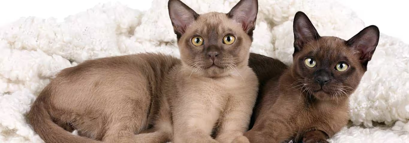 Photo of a Burmese cat