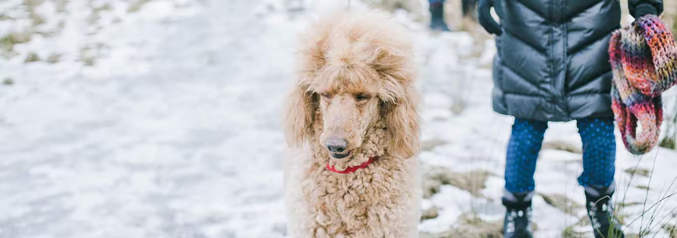 Photo of a Poodles dog