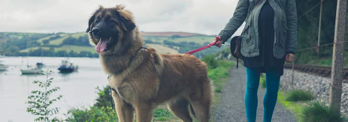 Photo of a Leonberger dog