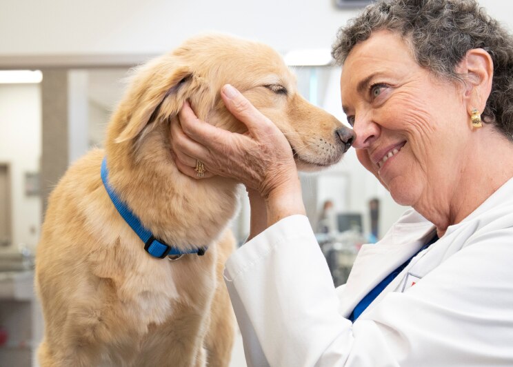 A Vet holding a pet dog