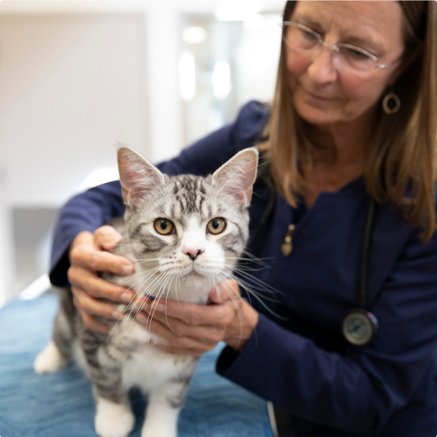 Cat on a veterinary table beside veterinarian