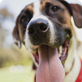 A dog with its mouth open