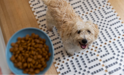 Dog looking up at a bowl of dog food